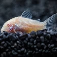 Albino Corydoras (Corydoras Aeneus Albino)
