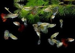 Assorted male and female guppies colorful freshwater aquarium fish