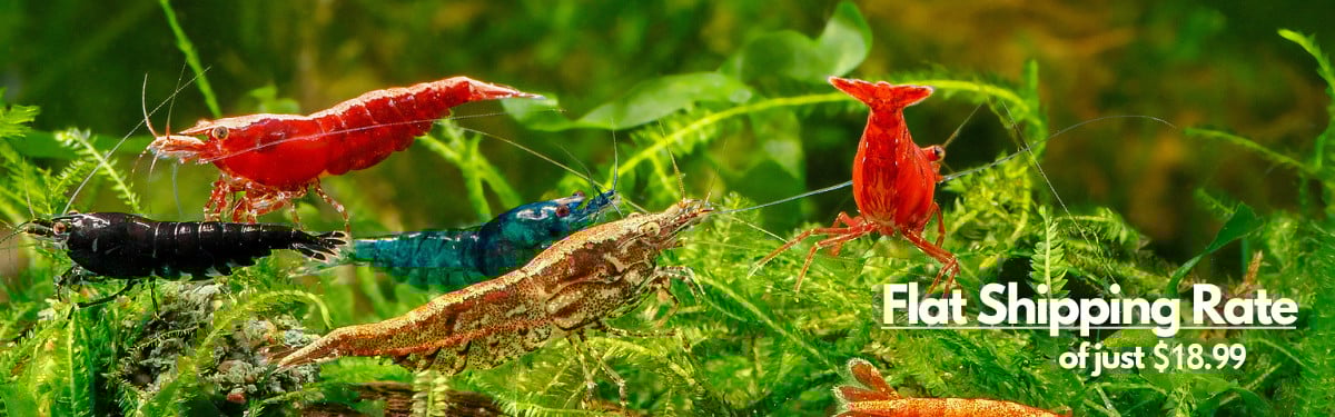 A banner image featuring a collection of diversely colored shrimp including black, red, blue and gold variety, swimming in a lush green plant background. The banner also displays the flat shipping rate of $18.99.