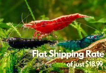 A banner image featuring a collection of diversely colored shrimp including black, red, blue and gold variety, swimming in a lush green plant background. The banner also displays the flat shipping rate of $18.99.