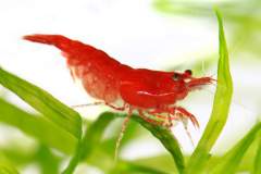 Grade AA Red Cherry Shrimp 