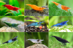 A pack of 10 assorted Neocaridina shrimp, including different colors and patterns